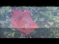 癒しの海 OCEAN BLUE SEA - HAWAII ハワイ MAUI マウイ KAUAI カウアイ OAHU オアフ島