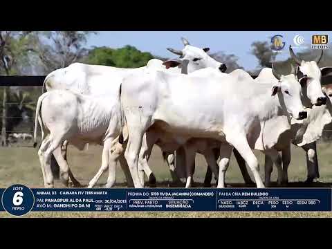 1� DE OLHO NA FAZENDA NELORE SESMARIAS