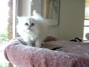 Aaralyn Burmillas - Lotus kittens week 8 vid 1