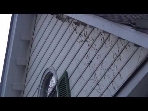 how to remove artillery fungus vinyl siding