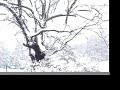 Chews Ridge, Big Sur, Snow.  (Big Sur)