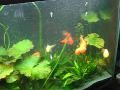 videos de My 150 Gallon Fancy Goldfish Coldwater Community Fish Tank Aquarium