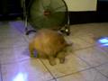 videos de master kujo