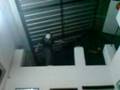 videos de Uhh murio.3gp