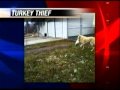 Four-legged thief steals Thanksgiving dinner