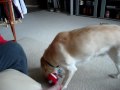 Boomer playing with her bottle buddy 2