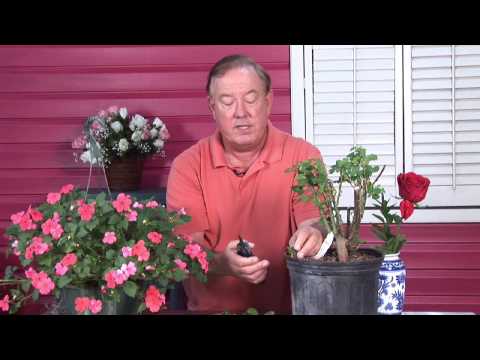 how to grow rose cuttings