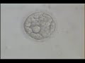 Early Blastocyst