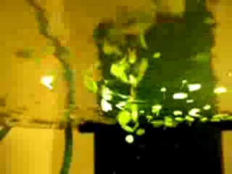 Duckweed