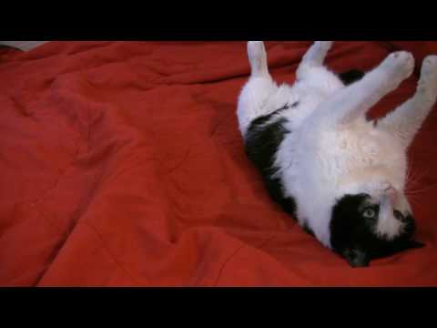 Re: Mean Kitty - The Longest Kitty 8.2.09