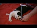 Re: Mean Kitty - The Longest Kitty 8.2.09