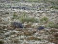 Wombats in Cradle Mountain National Park