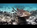 Turtle In Maldives