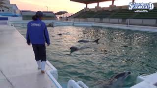 前の動画へ