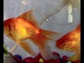 My Fishes My Fishes