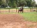 videos de grapa&videira.wmv