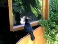 Singing Bird (Zanate)