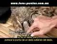 Hombre Arbol (Video2) Espanol