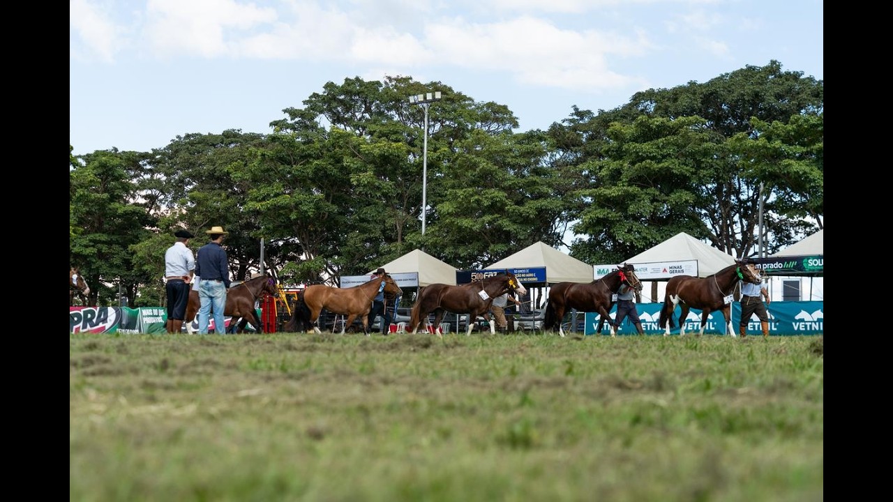 GRANDE CAMPEONATO CAVALO CRIOULO