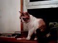 videos for my cat
