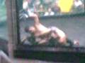 videos de mma in bataan