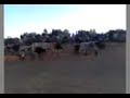 las vaquillas de Orcera salen del Corral las vaquillas de Orcera salen del Corral