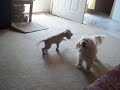Click here to watch this video Princess vs Changita