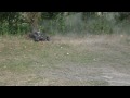 Click here to watch this video Hpi Baja SS
