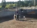 Patrick herding