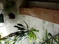 Rockaina Informandose en un Vivero
