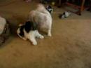 shih-tzu-cuties-playful-puppies.html