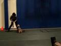 Silky Terrier video