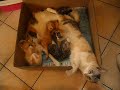 Click here to watch this video Belles mères pour beaux chatons.AVI