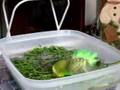 Peridot takes a bath