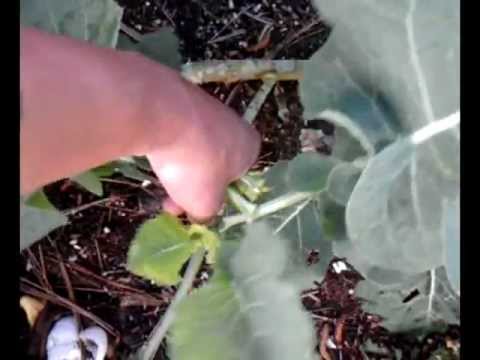 how to harvest collards