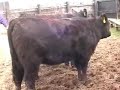 Rutherford County 4-H Livestock Judging - Beef