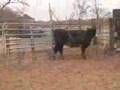 Rutherford County 4-H Livestock Judging - Beef