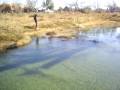 videos de pesca ccc en gruñidora