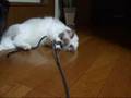 綱引きしようよ～猫(=^・^=)　Let's play a tug of war！