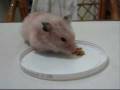 videos de hamster.wmv