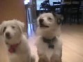 Meet Kylee & Callum Blue (Kylee is Deaf)