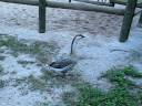 videos de Talkative Goose