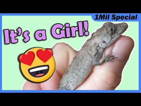 YouTube reptile video