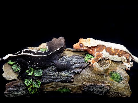 YouTube reptile video