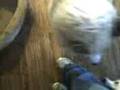 videos de Alaska Timber Wolf vs 3 Puppies Again