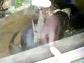 Otters At Banham Zoo!!
