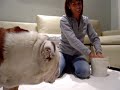 Video 2� - Come pulire un Bulldog - Parte 1