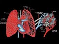 Sistemul Respirator