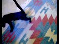 Micia nera impazzita ( black cat pet goes crazy) funny video Micia nera impazzita ( black cat pet goes crazy) funny video
