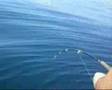 la pesca del mero por paco